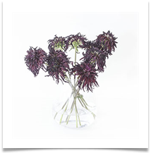 Dreamy Dahlias - James Leslie